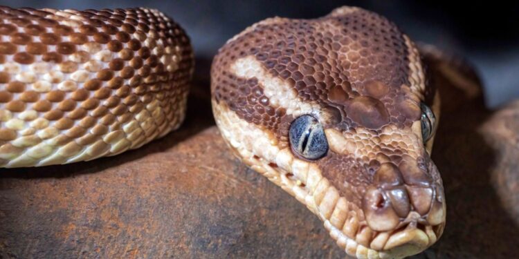 W powiecie kieleckim przybywa... egzotycznych zwierząt - Radio Kielce W powiecie kieleckim przybywa... egzotycznych zwierząt