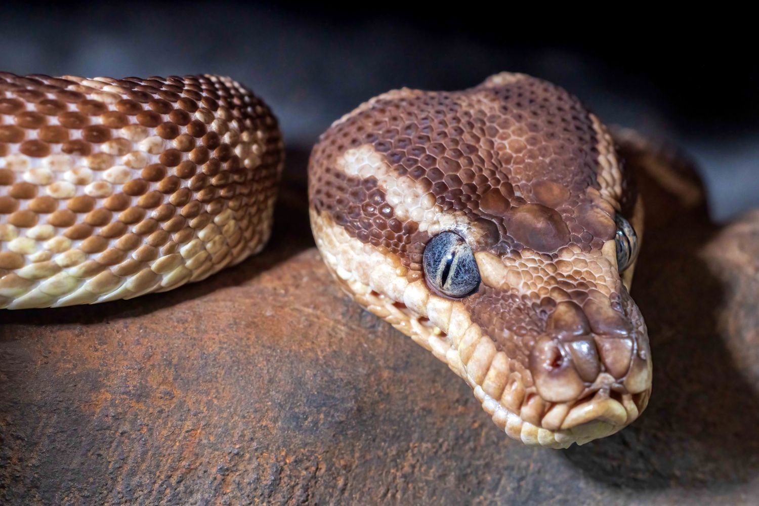 W powiecie kieleckim przybywa… egzotycznych zwierząt