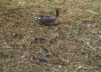 Pierwszy przypadek zjadliwej grypy u dzikiego ptactwa w regionie