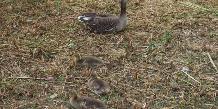 Pierwszy przypadek zjadliwej grypy u dzikiego ptactwa w regionie