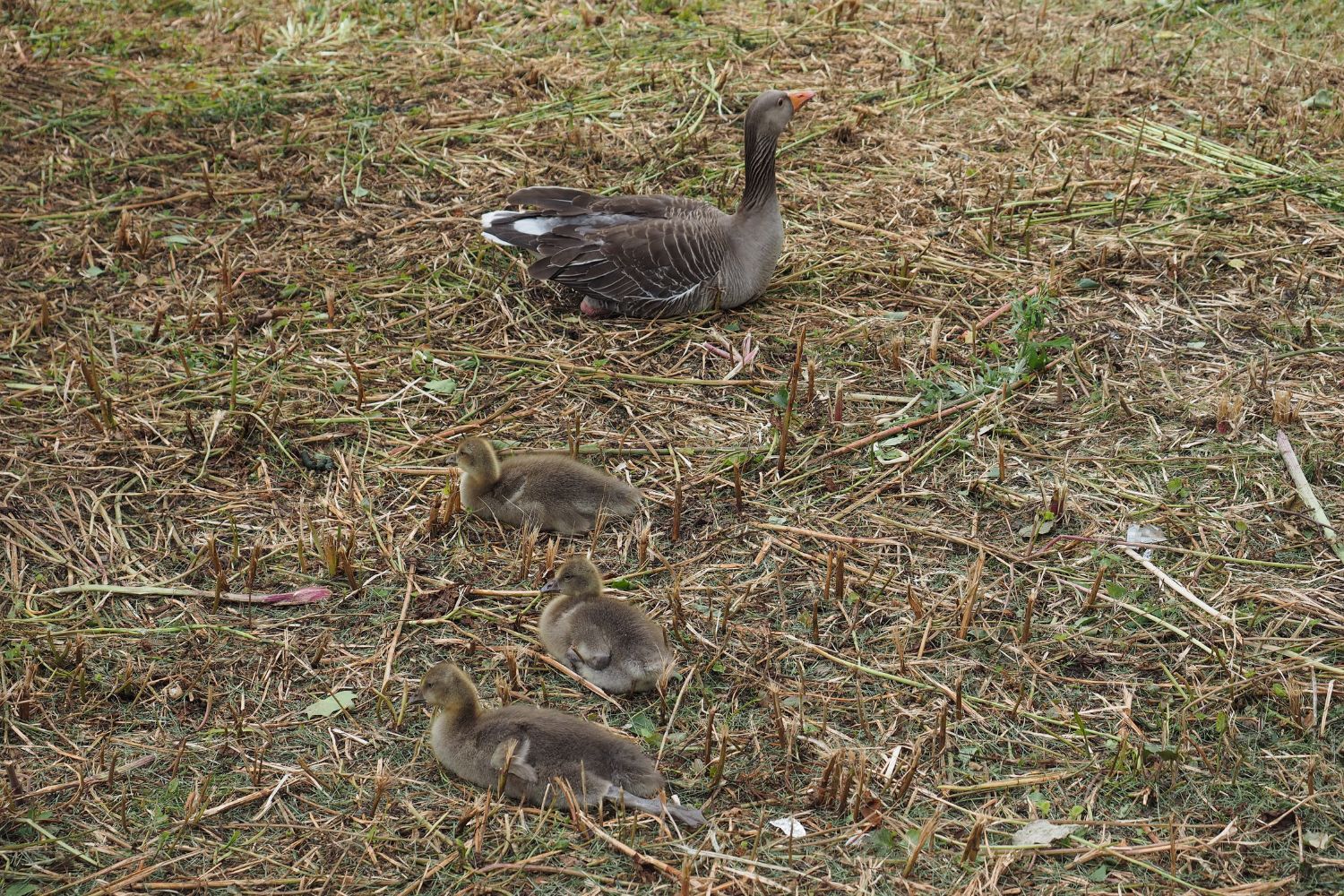 Pierwszy przypadek zjadliwej grypy u dzikiego ptactwa w regionie