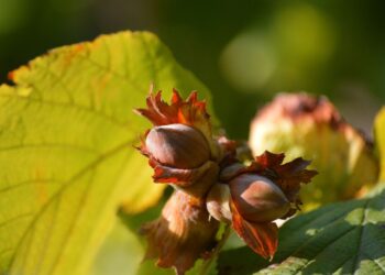 Posadź leszczynę w ogrodzie, bo warto