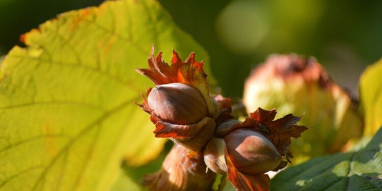 Posadź leszczynę w ogrodzie, bo warto
