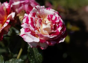 Abracadabra – róża o niezwykłej, zachwycającej urodzie - Radio Kielce Abracadabra – róża o niezwykłej, zachwycającej urodzie