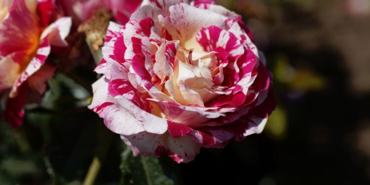 Abracadabra – róża o niezwykłej, zachwycającej urodzie