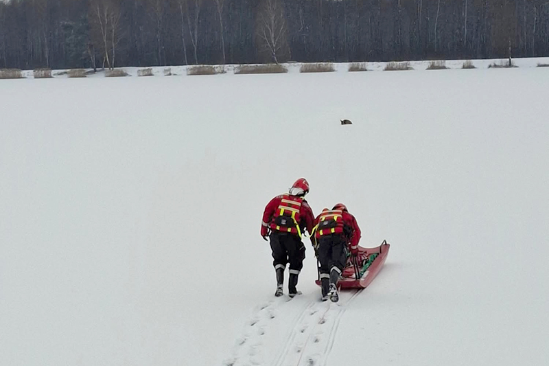 Strażacy i leśnicy uratowali sarnę, która została uwięziona w cienkim lodzie na zalewie Klekot koło Włoszczowy / Fot. Andrzej Kusa