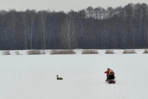Strażacy i leśnicy uratowali sarnę, która została uwięziona w cienkim lodzie na zalewie Klekot koło Włoszczowy / Fot. Andrzej Kusa