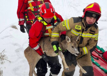Strażacy i leśnicy uratowali sarnę, która została uwięziona w cienkim lodzie na zalewie Klekot koło Włoszczowy / Fot. Andrzej Kusa