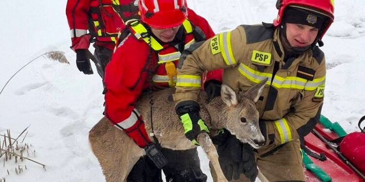 Strażacy i leśnicy uratowali sarnę, która została uwięziona w cienkim lodzie na zalewie Klekot koło Włoszczowy / Fot. Andrzej Kusa