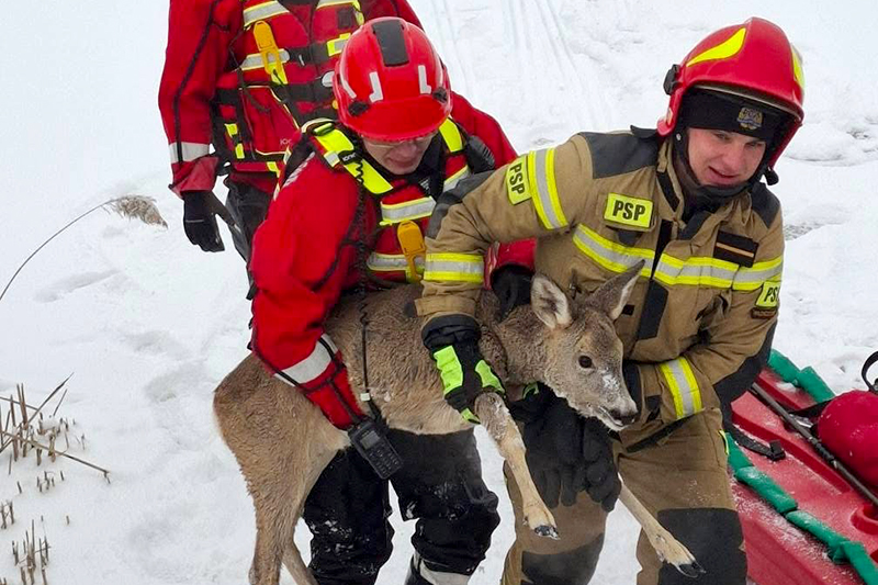 Strażacy i leśnicy uratowali sarnę, która została uwięziona w cienkim lodzie na zalewie Klekot koło Włoszczowy / Fot. Andrzej Kusa