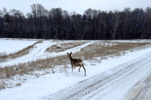 Strażacy i leśnicy uratowali sarnę, która została uwięziona w cienkim lodzie na zalewie Klekot koło Włoszczowy / Fot. Andrzej Kusa