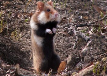 Chomik europejski / fot. Wikipedia