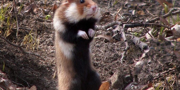 Chomik europejski / fot. Wikipedia