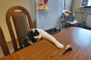 Fot. Aleksandra Słowak - Radio Kielce