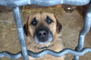 Schronisko w Rudniku potrzebuje wsparcia - Radio Kielce Schronisko dla bezdomnych zwierząt w Rudniku / Fot. Marek Materek - Facebook