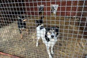 Schronisko w Rudniku potrzebuje wsparcia - Radio Kielce Schronisko dla bezdomnych zwierząt w Rudniku / Fot. Marek Materek - Facebook