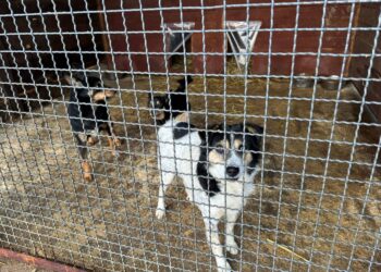 Schronisko dla bezdomnych zwierząt w Rudniku / Fot. Marek Materek - Facebook