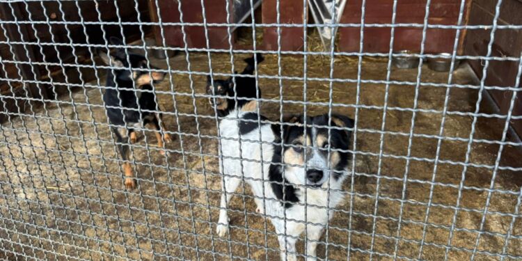 Schronisko w Rudniku potrzebuje wsparcia - Radio Kielce Schronisko dla bezdomnych zwierząt w Rudniku / Fot. Marek Materek - Facebook