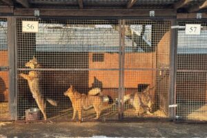 Schronisko w Rudniku potrzebuje wsparcia - Radio Kielce Schronisko dla bezdomnych zwierząt w Rudniku / Fot. Marek Materek - Facebook