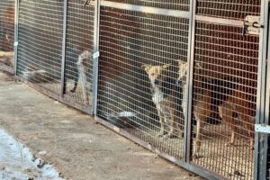 Schronisko w Rudniku potrzebuje wsparcia - Radio Kielce Schronisko dla bezdomnych zwierząt w Rudniku / Fot. Marek Materek - Facebook