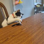 Fot. Aleksandra Słowak - Radio Kielce