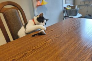 Fot. Aleksandra Słowak - Radio Kielce