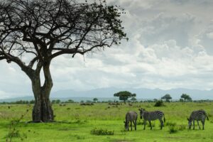 Muzyczne podróże przez świat. Konno po przygody. Zanzibar / Fot. Sławomir Buga