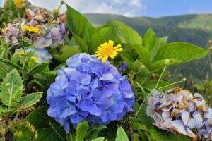 Muzyczne podróże przez świat. Konno po przygody. Azory. Wyspa Faial / Fot. Sławomir Buga