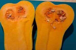 Dynia piżmowa / Fot. Edward Galus