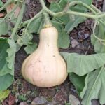 Dynia piżmowa / Fot. Edward Galus