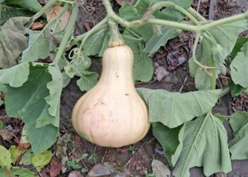 Dynia piżmowa / Fot. Edward Galus