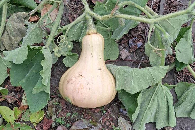 Dynia piżmowa uda się na pewno!