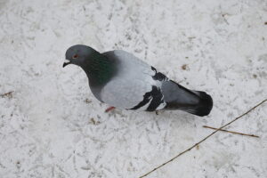 04.02.2026. Kielce. Park miejski / Fot. Wiktor Taszłow - Radio Kielce