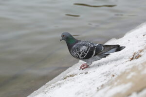 04.02.2026. Kielce. Park miejski / Fot. Wiktor Taszłow - Radio Kielce