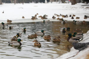 04.02.2026. Kielce. Park miejski / Fot. Wiktor Taszłow - Radio Kielce