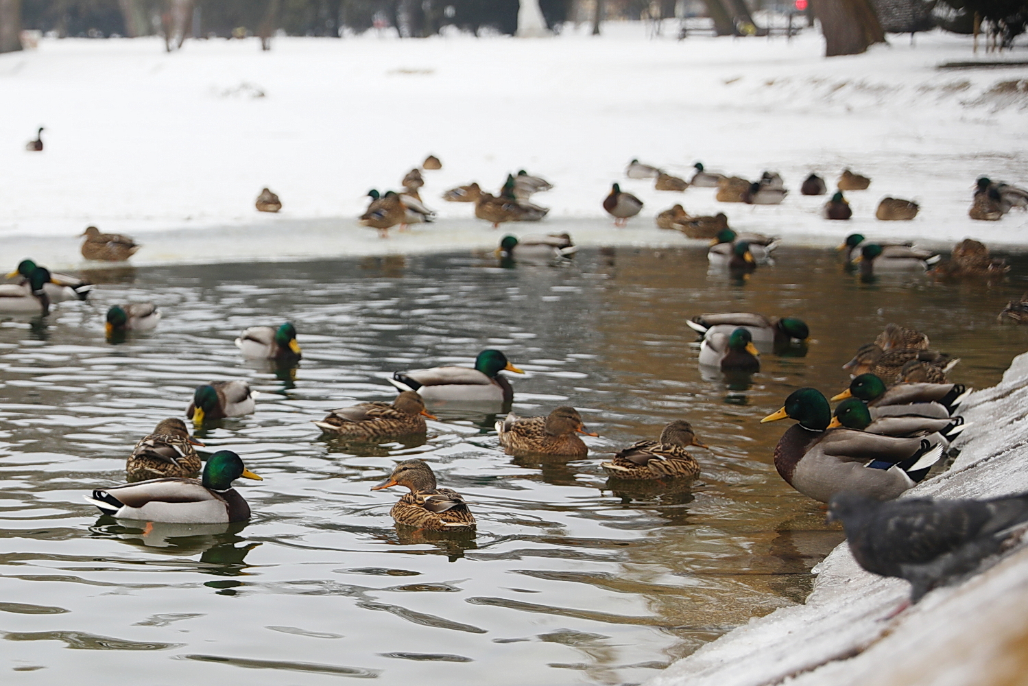 Staw w parku zyska nowe oblicze