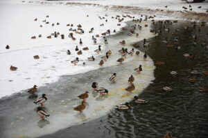 04.02.2026. Kielce. Park miejski / Fot. Wiktor Taszłow - Radio Kielce