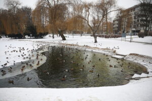 04.02.2026. Kielce. Park miejski / Fot. Wiktor Taszłow - Radio Kielce