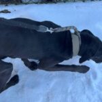 źródło: Schronisko Dla Bezdomnych Zwierząt W Rudniku & SOPZ CANE FERITO - Facebook