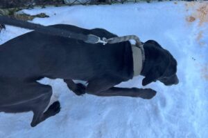 źródło: Schronisko Dla Bezdomnych Zwierząt W Rudniku & SOPZ CANE FERITO - Facebook