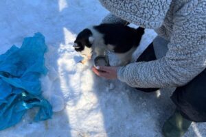 źródło: Schronisko Dla Bezdomnych Zwierząt W Rudniku & SOPZ CANE FERITO - Facebook