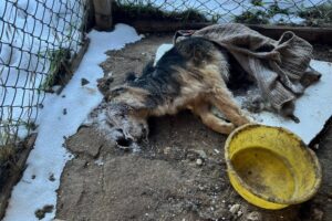 źródło: Schronisko Dla Bezdomnych Zwierząt W Rudniku & SOPZ CANE FERITO - Facebook