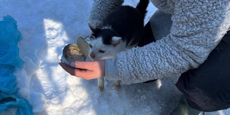 źródło: Schronisko Dla Bezdomnych Zwierząt W Rudniku & SOPZ CANE FERITO - Facebook