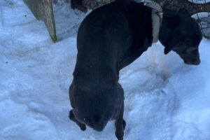 źródło: Schronisko Dla Bezdomnych Zwierząt W Rudniku & SOPZ CANE FERITO - Facebook