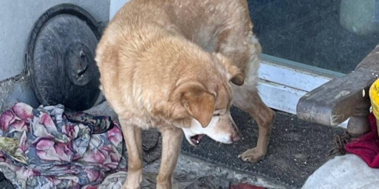 Policja szuka właściciela wycieńczonych zwierząt z Adamowa