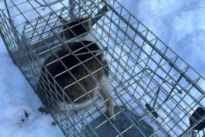 źródło: Schronisko Dla Bezdomnych Zwierząt W Rudniku & SOPZ CANE FERITO - Facebook