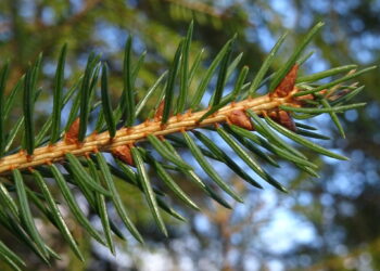 Pączki na Babiej Górze zapowiadają krótką, intensywną wiosnę