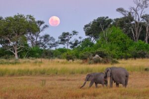 Muzyczne podróże przez świat. Konno po przygody. Botswana / Fot. Sławomir Buga