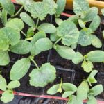 Dynia piżmowa / Fot. Edward Galus