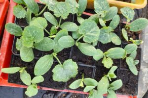 Dynia piżmowa / Fot. Edward Galus